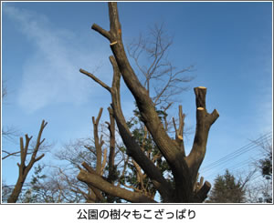 公園の樹々もこざっぱり 写真