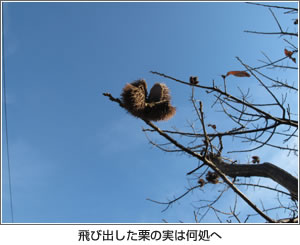 飛び出した栗の実は何処へ 写真