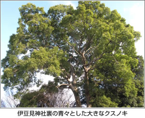 伊豆見神社裏の青々とした大きなクスノキ　写真
