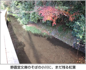 静嘉堂文庫のそばの小川に、まだ残る紅葉 写真